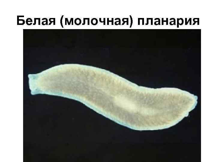 Белая (молочная) планария 
