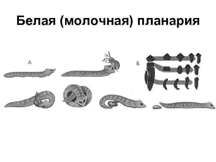 Белая (молочная) планария 