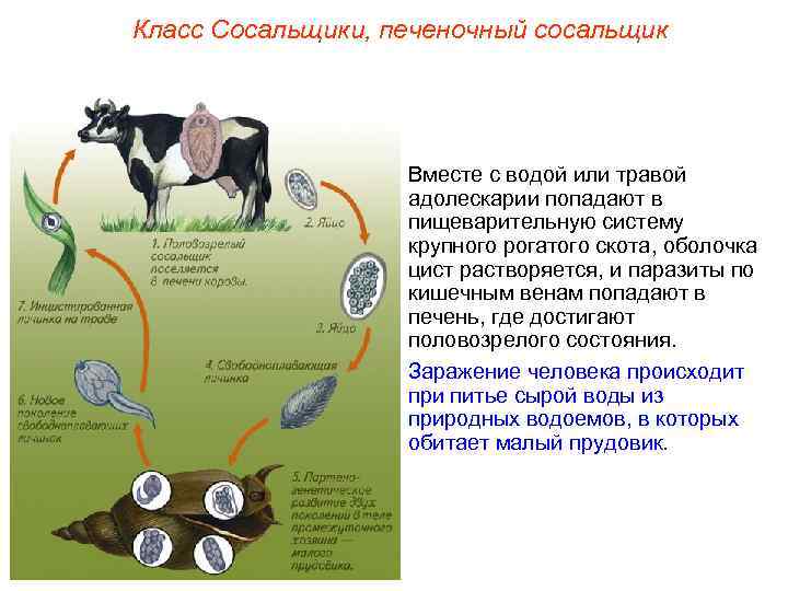 Класс Сосальщики, печеночный сосальщик Вместе с водой или травой адолескарии попадают в пищеварительную систему