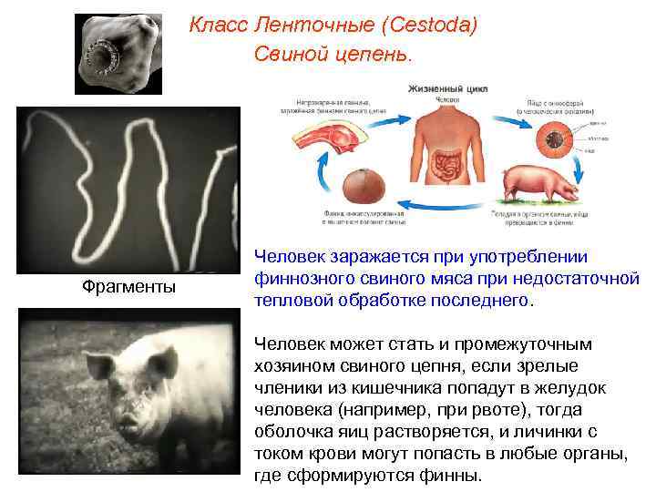 Класс Ленточные (Cestoda) Свиной цепень. Фрагменты Человек заражается при употреблении финнозного свиного мяса при