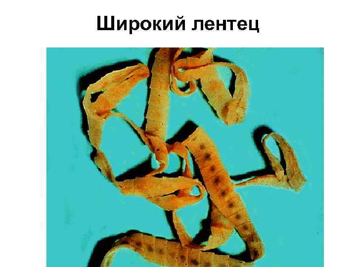 Широкий лентец 