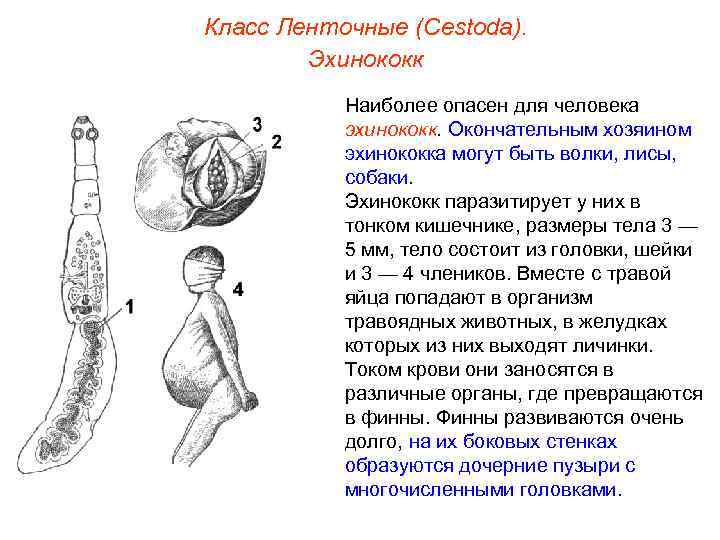 Класс Ленточные (Cestoda). Эхинококк Наиболее опасен для человека эхинококк. Окончательным хозяином эхинококка могут быть