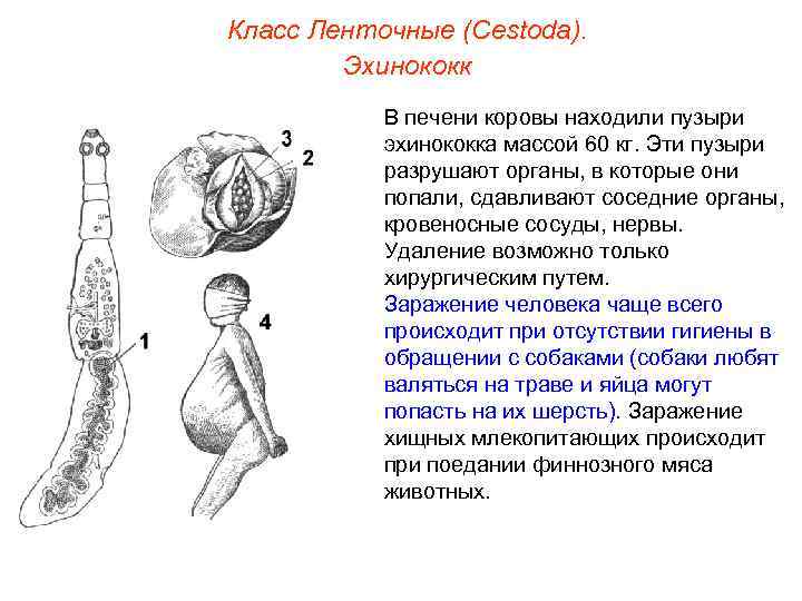 Класс Ленточные (Cestoda). Эхинококк В печени коровы находили пузыри эхинококка массой 60 кг. Эти