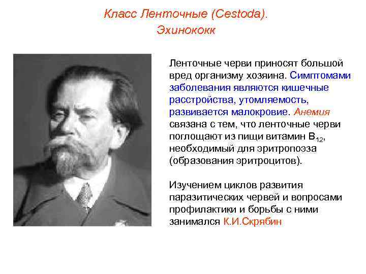 Класс Ленточные (Cestoda). Эхинококк Ленточные черви приносят большой вред организму хозяина. Симптомами заболевания являются