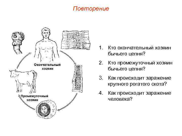 Повторение 1. Кто окончательный хозяин бычьего цепня? 2. Кто промежуточный хозяин бычьего цепня? 3.