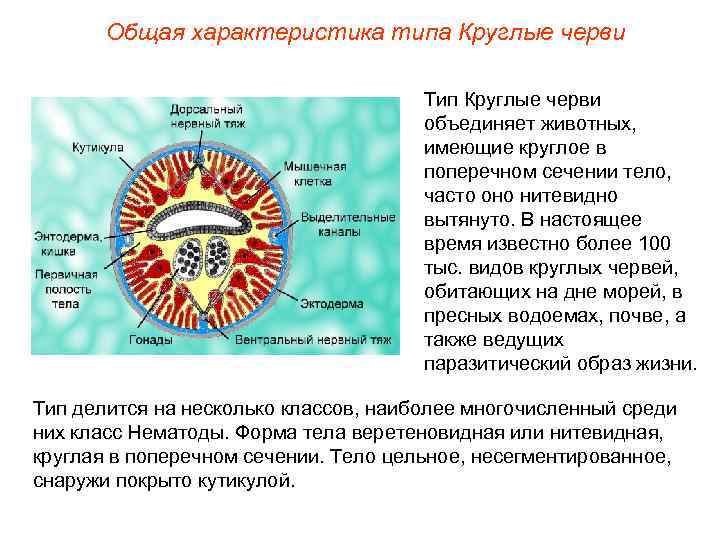 Общая характеристика типа Круглые черви Тип Круглые черви объединяет животных, имеющие круглое в поперечном