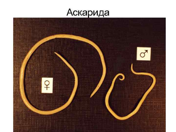 Аскарида 