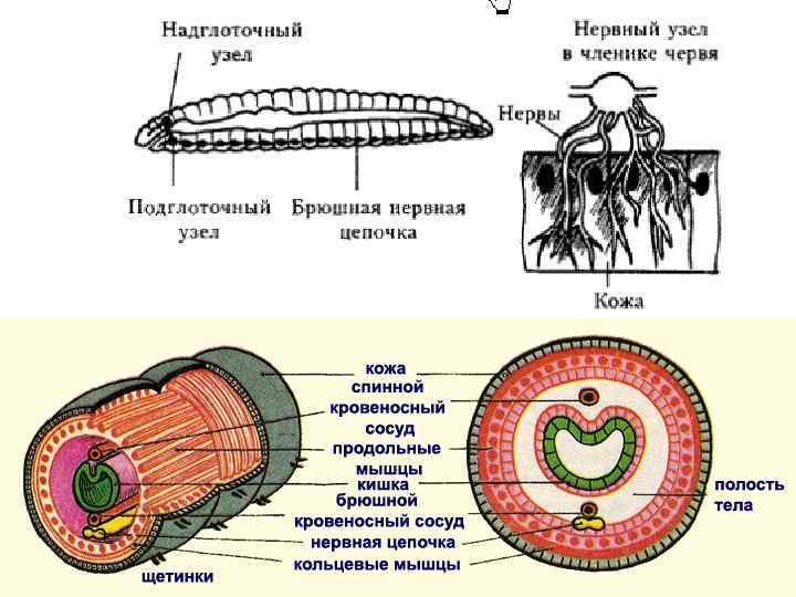 Кольцевые черви полость тела