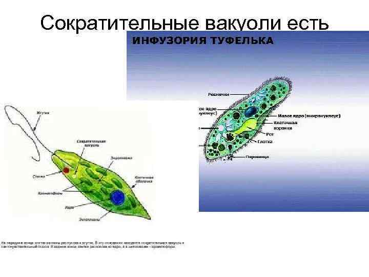 Сократительная вакуоль рисунок. Сократительная вакуоль у простейших функции. Сократительные вакуоли есть у. Сократительные вакуоли простейших. У кого есть сократительные вакуоли.