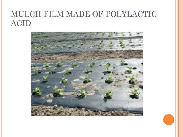MULCH FILM MADE OF POLYLACTIC ACID 