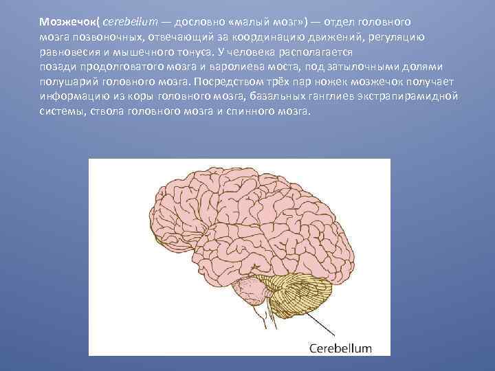 Мозжечок( cerebellum — дословно «малый мозг» ) — отдел головного мозга позвоночных, отвечающий за