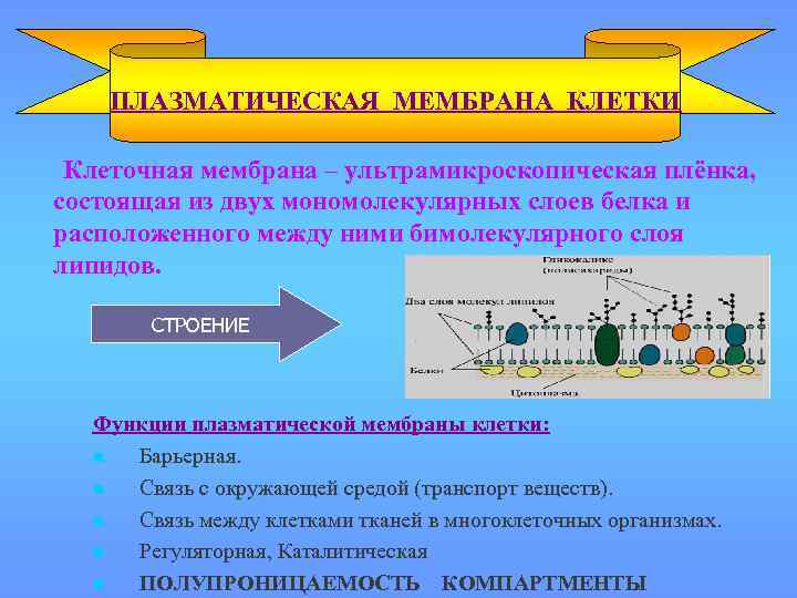 ПЛАЗМАТИЧЕСКАЯ МЕМБРАНА КЛЕТКИ Клеточная мембрана – ультрамикроскопическая плёнка, состоящая из двух мономолекулярных слоев белка