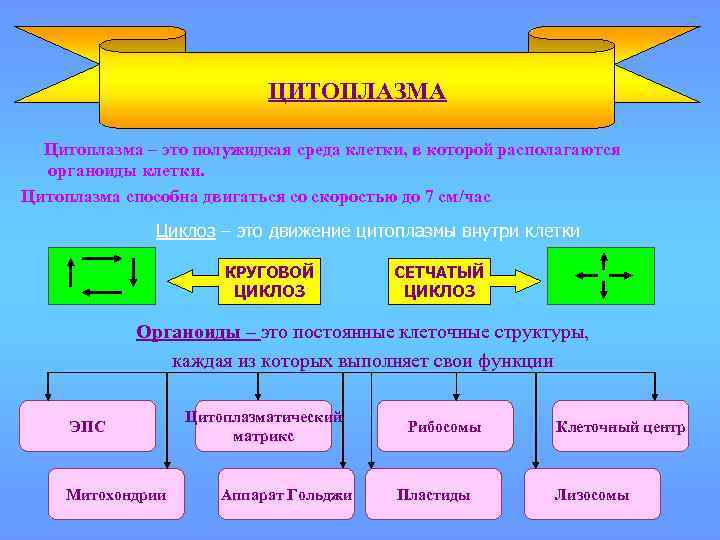 ЦИТОПЛАЗМА Цитоплазма – это полужидкая среда клетки, в которой располагаются органоиды клетки. Цитоплазма способна