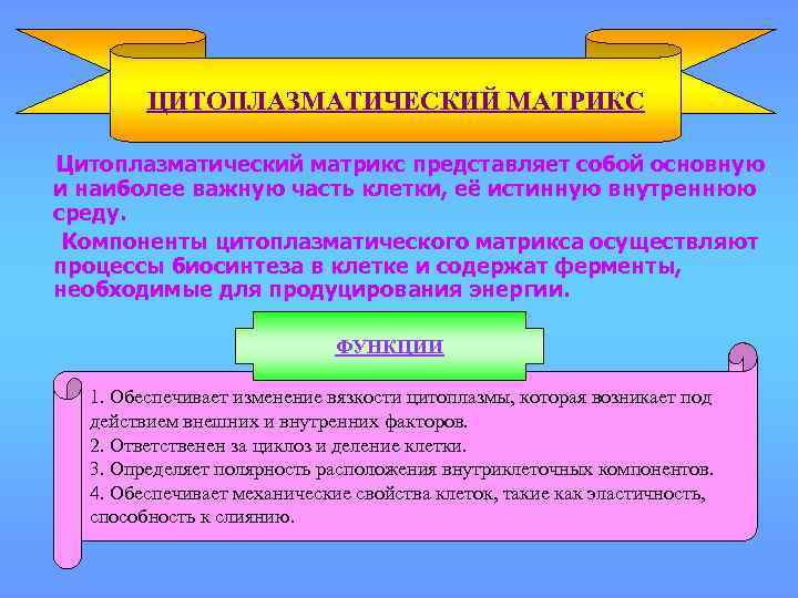 ЦИТОПЛАЗМАТИЧЕСКИЙ МАТРИКС Цитоплазматический матрикс представляет собой основную и наиболее важную часть клетки, её истинную