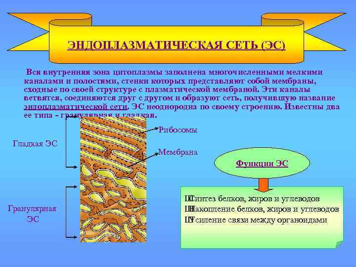 ЭНДОПЛАЗМАТИЧЕСКАЯ СЕТЬ (ЭС) Вся внутренняя зона цитоплазмы заполнена многочисленными мелкими каналами и полостями, стенки