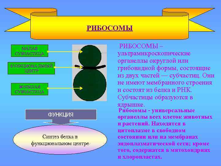 РИБОСОМЫ МАЛАЯ СУБЧАСТИЦА ФУНКЦИОНАЛЬНЫЙ ЦЕНТР БОЛЬШАЯ СУБЧАСТИЦА ФУНКЦИЯ Синтез белка в функциональном центре РИБОСОМЫ