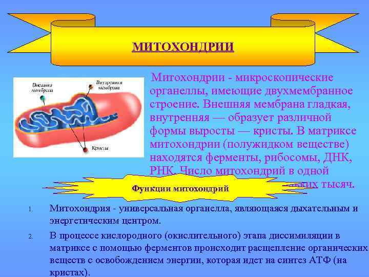 МИТОХОНДРИИ Митохондрии - микроскопические органеллы, имеющие двухмембранное строение. Внешняя мембрана гладкая, внутренняя — образует