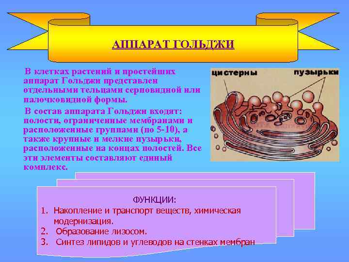 АППАРАТ ГОЛЬДЖИ В клетках растений и простейших аппарат Гольджи представлен отдельными тельцами серповидной или