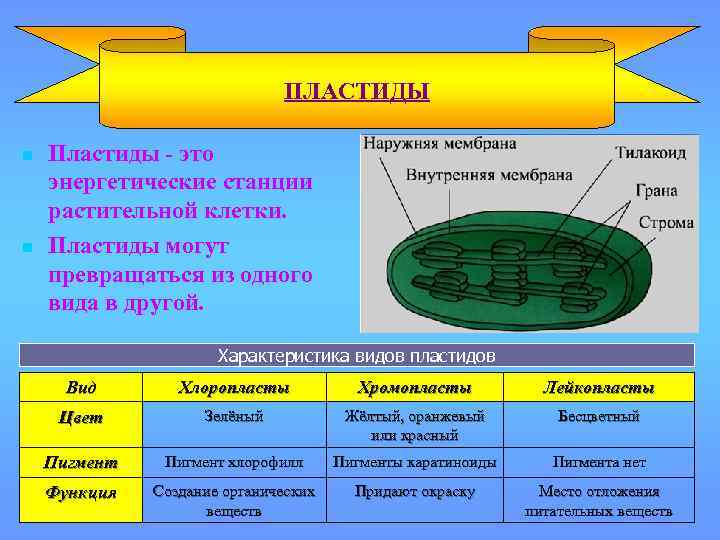 ПЛАСТИДЫ n n Пластиды - это энергетические станции растительной клетки. Пластиды могут превращаться из