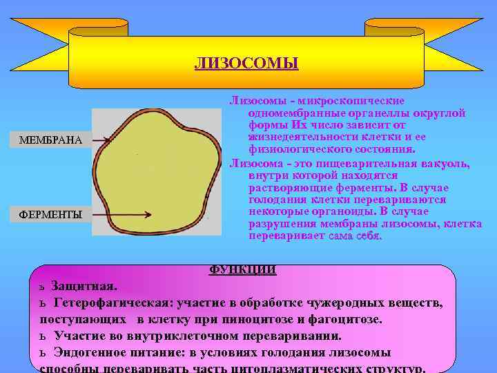 Лизосома мембрана. Лизосомы строение и функции таблица. Характеристика лизосом таблица. Лизосомы и вакуоли. Мембрана лизосом.