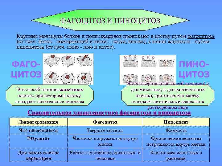 ФАГОЦИТОЗ И ПИНОЦИТОЗ Крупные молекулы белков и полисахаридов проникают в клетку путем фагоцитоза (от