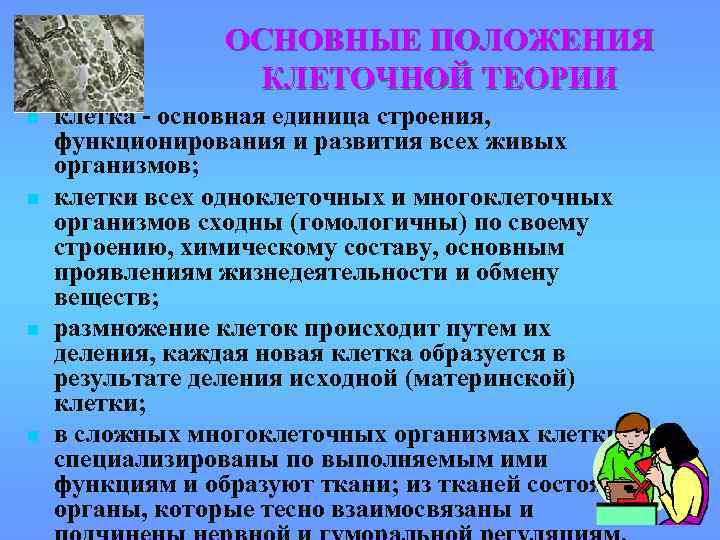 ОСНОВНЫЕ ПОЛОЖЕНИЯ КЛЕТОЧНОЙ ТЕОРИИ n n клетка - основная единица строения, функционирования и развития