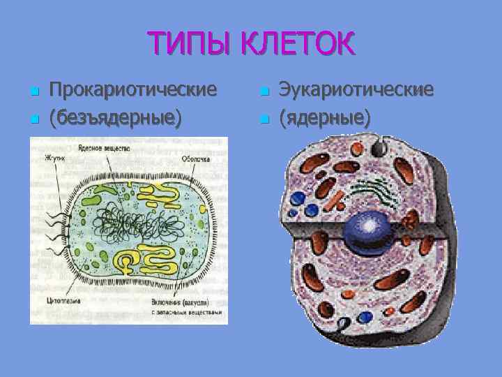 Клетка основная единица. Безъядерные эукариотические клетки. Безъядерные клетки эукариот. Строение ядерной и безъядерной клетки. Прокариотические – безъядерные клетки.