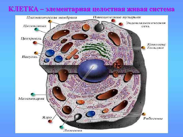 КЛЕТКА – элементарная целостная живая система 