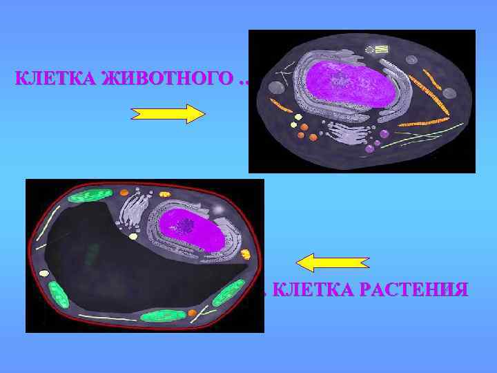 КЛЕТКА ЖИВОТНОГО … … КЛЕТКА РАСТЕНИЯ 