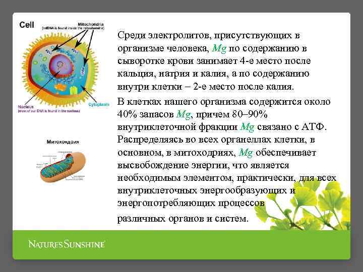 Среди электролитов, присутствующих в организме человека, Mg по содержанию в сыворотке крови занимает 4