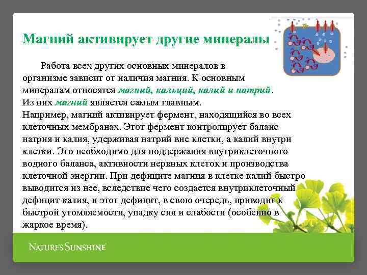Магний активирует другие минералы Работа всех других основных минералов в организме зависит от наличия