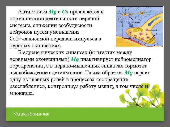 Антагонизм Mg с Са проявляется в нормализации деятельности нервной системы, снижении возбудимости нейронов путем