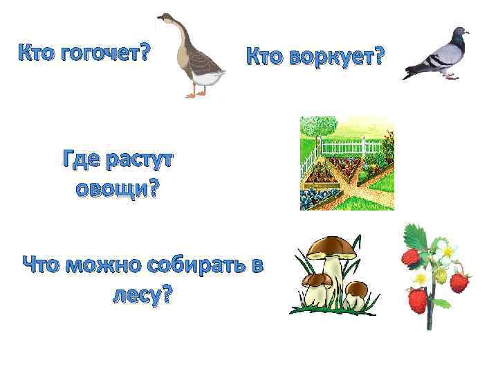 Кто гогочет? Кто воркует? Где растут овощи? Что можно собирать в лесу? 