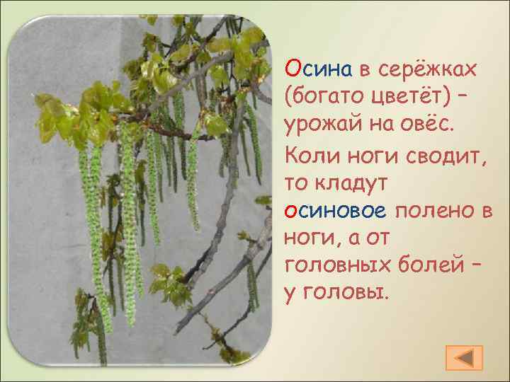 Осина в серёжках (богато цветёт) – урожай на овёс. Коли ноги сводит, то кладут