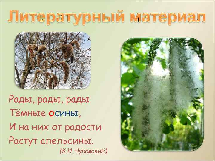 Рады, рады Тёмные осины, И на них от радости Растут апельсины. (К. И. Чуковский)