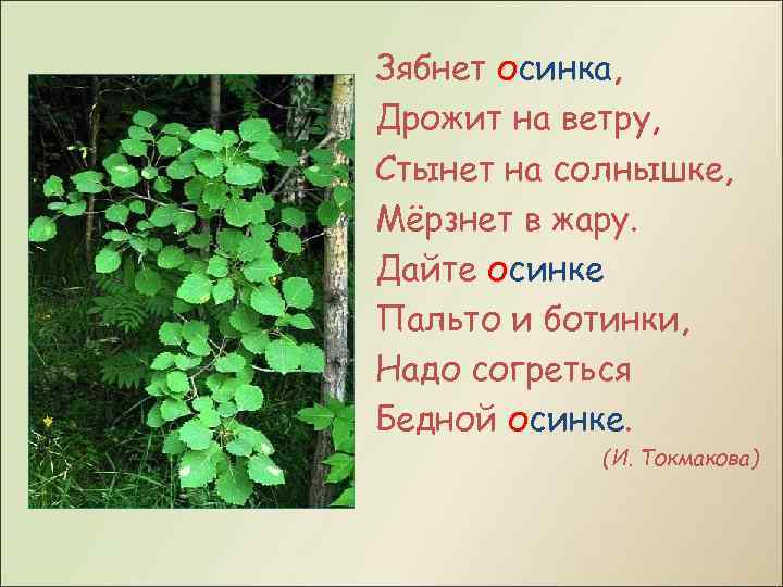 Зябнет осинка, Дрожит на ветру, Стынет на солнышке, Мёрзнет в жару. Дайте осинке Пальто