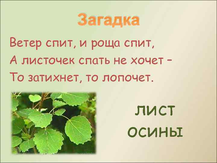 Загадка Ветер спит, и роща спит, А листочек спать не хочет – То затихнет,