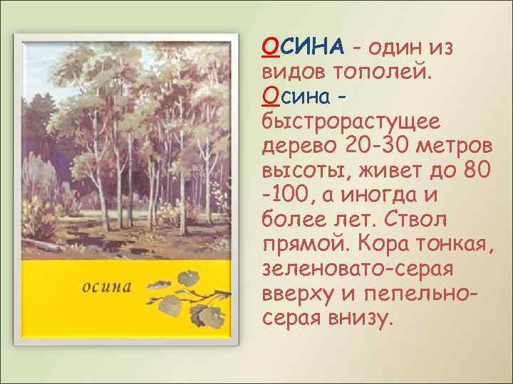ОСИНА - один из видов тополей. Осина быстрорастущее дерево 20 -30 метров высоты, живет