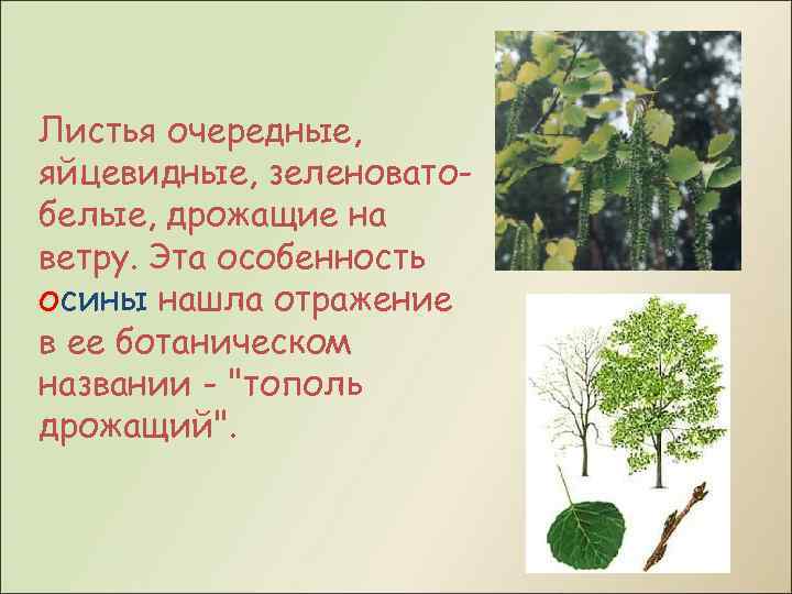 Листья очередные, яйцевидные, зеленоватобелые, дрожащие на ветру. Эта особенность осины нашла отражение в ее