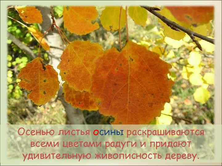 Осенью листья осины раскрашиваются всеми цветами радуги и придают удивительную живописность дереву. 