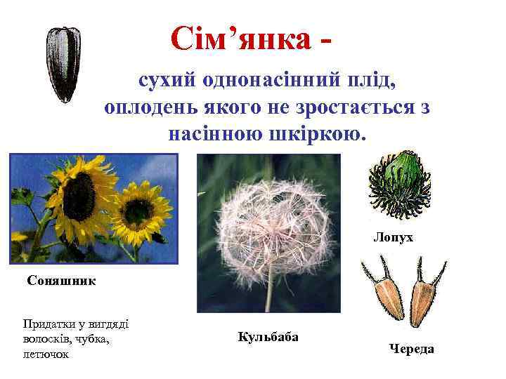 Сім’янка сухий однонасінний плід, оплодень якого не зростається з насінною шкіркою. Лопух Соняшник Придатки