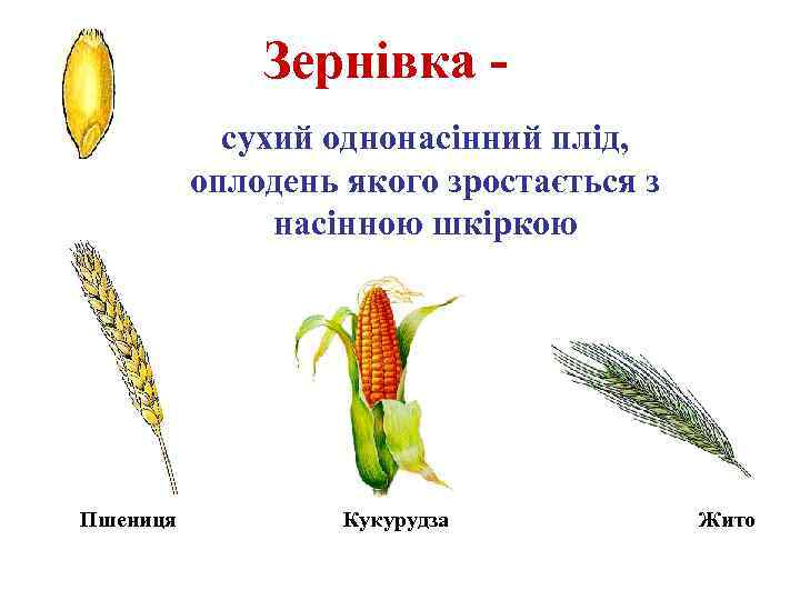 Зернівка сухий однонасінний плід, оплодень якого зростається з насінною шкіркою Пшениця Кукурудза Жито 