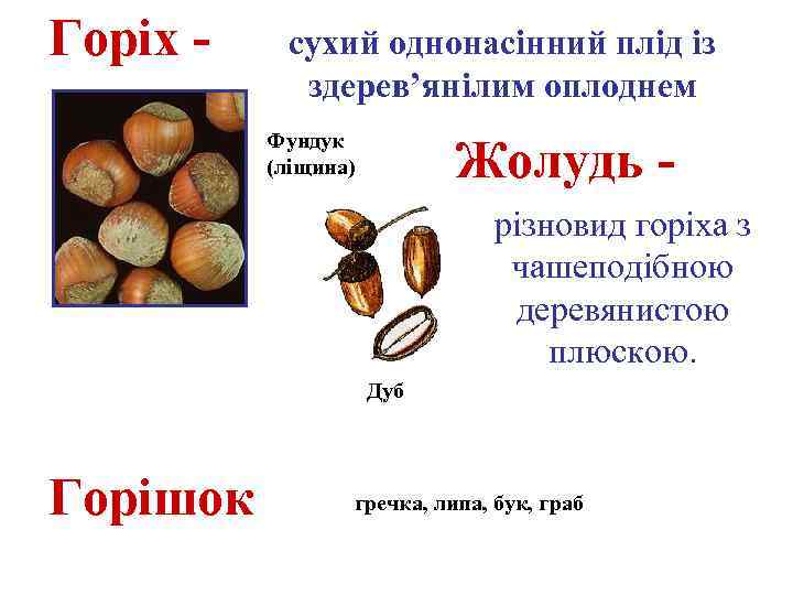 Горіх - сухий однонасінний плід із здерев’янілим оплоднем Фундук (ліщина) Жолудь різновид горіха з