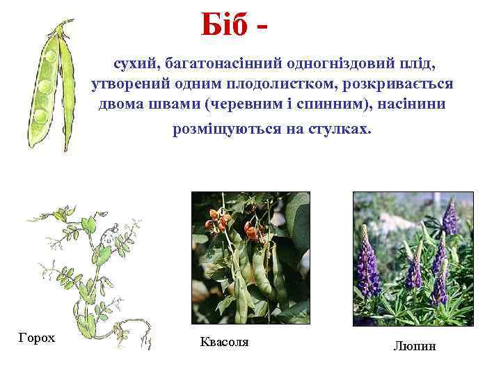 Біб сухий, багатонасінний одногніздовий плід, утворений одним плодолистком, розкривається двома швами (черевним і спинним),