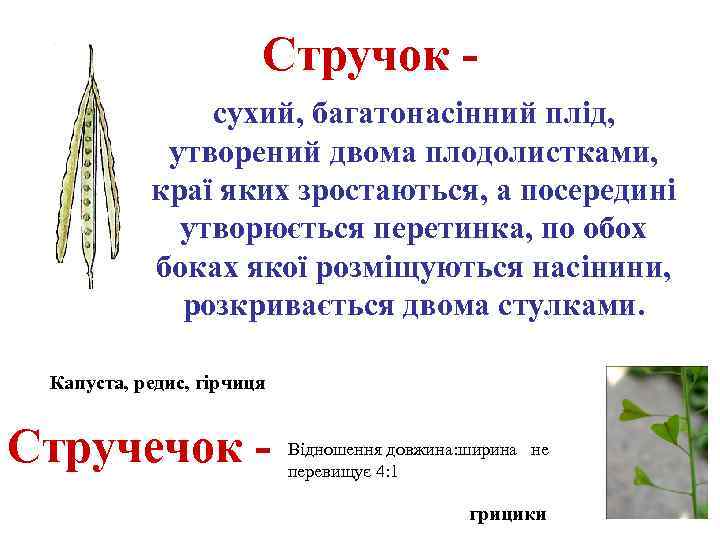 Стручок сухий, багатонасінний плід, утворений двома плодолистками, краї яких зростаються, а посередині утворюється перетинка,