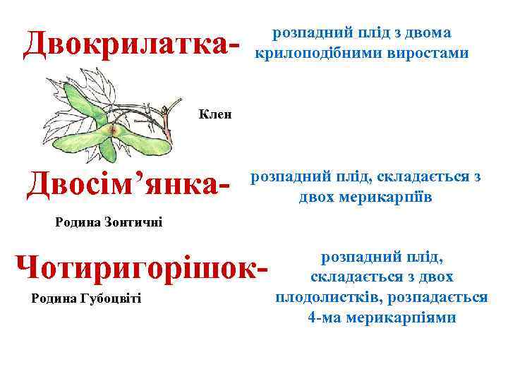 Двокрилатка- розпадний плід з двома крилоподібними виростами Клен Двосім’янка- розпадний плід, складається з двох