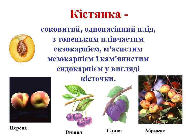 Кістянка соковитий, однонасінний плід, з тоненьким плівчастим екзокарпієм, м'ясистим мезокарпієм і кам'янистим ендокарпієм у