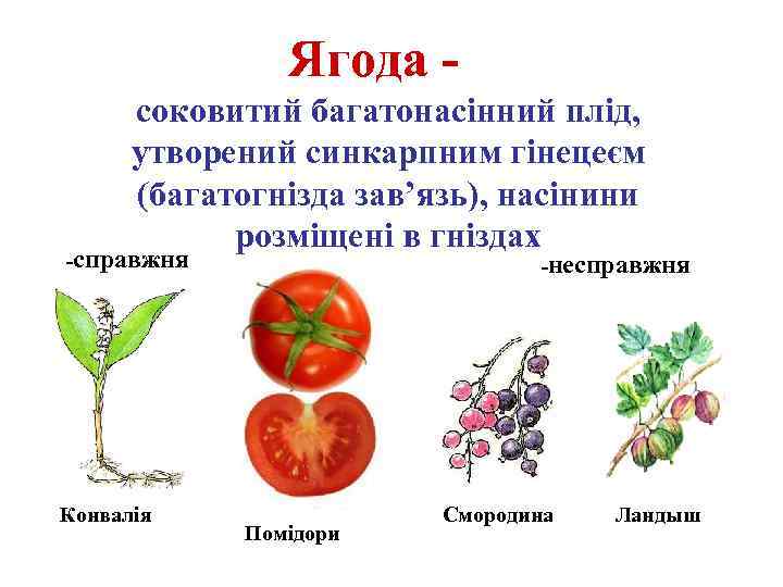 Ягода соковитий багатонасінний плід, утворений синкарпним гінецеєм (багатогнізда зав’язь), насінини розміщені в гніздах -справжня