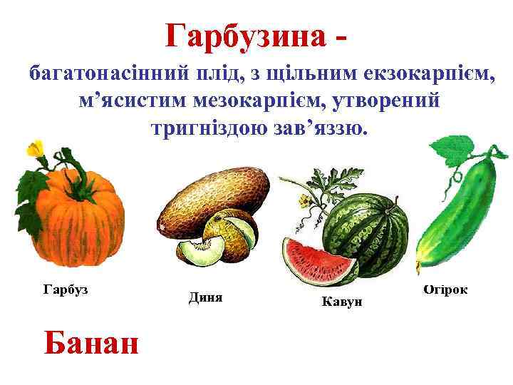 Гарбузина багатонасінний плід, з щільним екзокарпієм, м’ясистим мезокарпієм, утворений тригніздою зав’яззю. Гарбуз Банан Диня