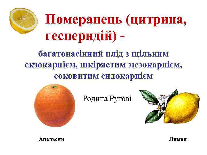 Померанець (цитрина, гесперидій) багатонасінний плід з щільним екзокарпієм, шкірястим мезокарпієм, соковитим ендокарпієм Родина Рутові